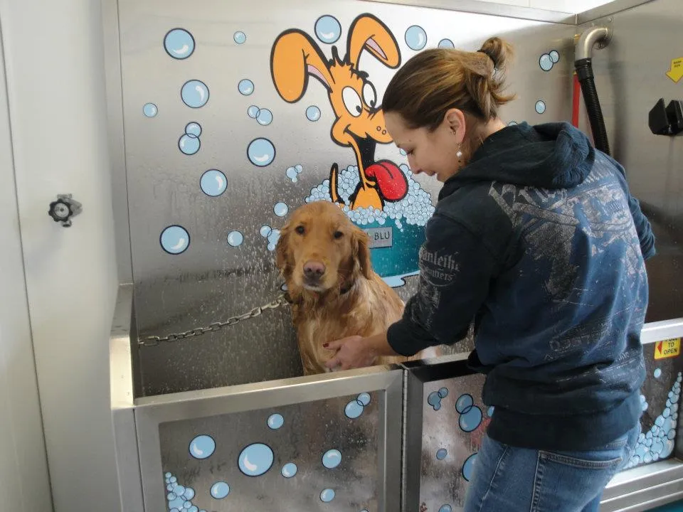 Dog wash step: Shampoo