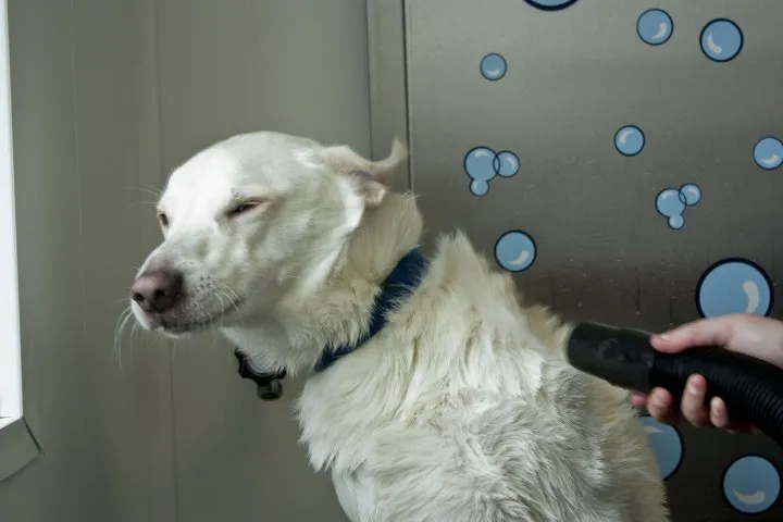 Dog Wash